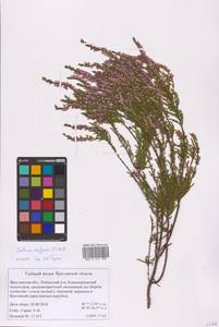 Calluna vulgaris (L.) Hull, Eastern Europe, Central forest region (E5) (Russia)
