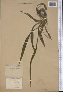 Reineckea carnea (Andrews) Kunth, America (AMER) (Not classified)