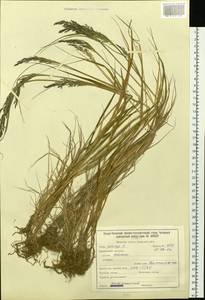 Calamagrostis, Siberia, Baikal & Transbaikal region (S4) (Russia)