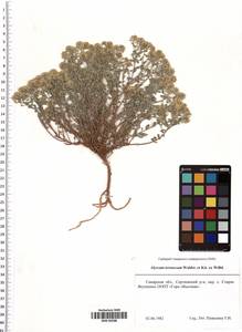 Odontarrhena tortuosa subsp. tortuosa, Eastern Europe, Middle Volga region (E8) (Russia)
