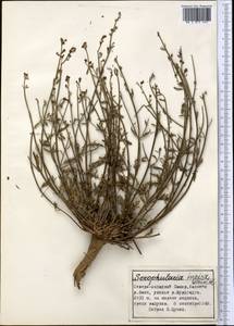 Scrophularia incisa Weinm., Middle Asia, Pamir & Pamiro-Alai (M2) (Tajikistan)