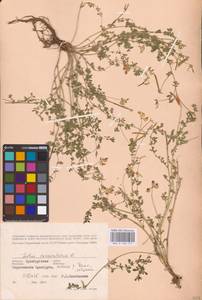 Lotus corniculatus L., Eastern Europe, Eastern region (E10) (Russia)