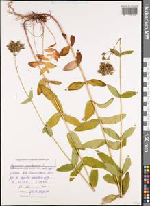 Hypericum montanum L., Caucasus, Black Sea Shore (from Novorossiysk to Adler) (K3) (Russia)