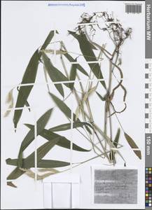 Poaceae, South Asia, South Asia (Asia outside ex-Soviet states and Mongolia) (ASIA) (India)