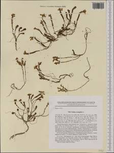 Sedum sexangulare L., Western Europe (EUR) (Poland)