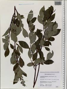 Salix taraikensis Kimura, Siberia, Russian Far East (S6) (Russia)