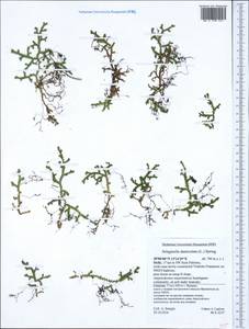 Selaginella denticulata (L.) Spring, Western Europe (EUR) (Italy)