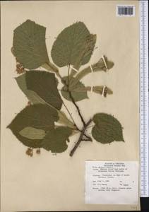 Tilia americana L., America (AMER) (United States)