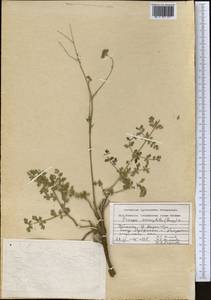 Prangos ammophila (Bunge) Pimenov & V. N. Tikhom., Middle Asia, Syr-Darian deserts & Kyzylkum (M7) (Uzbekistan)