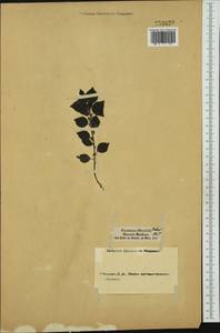 Parietaria officinalis L., Western Europe (EUR) (Italy)