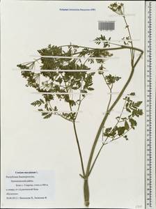 Conium maculatum L., Eastern Europe, Eastern region (E10) (Russia)