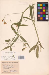 Lathyrus sylvestris L., Eastern Europe, North-Western region (E2) (Russia)