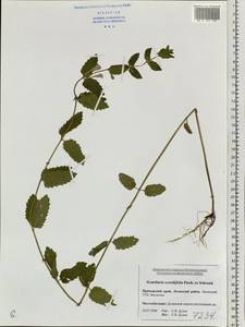 Scutellaria scordiifolia Fisch. ex Schrank, Siberia, Russian Far East (S6) (Russia)