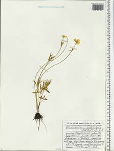 Ranunculus pedatus Waldst. & Kit., Eastern Europe, Middle Volga region (E8) (Russia)