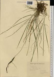 Carex nigra (L.) Reichard, Eastern Europe, Central region (E4) (Russia)