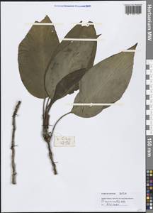 Araceae, South Asia, South Asia (Asia outside ex-Soviet states and Mongolia) (ASIA) (Vietnam)