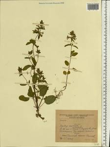 Stachys annua (L.) L., Eastern Europe, North Ukrainian region (E11) (Ukraine)