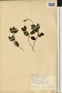 Orthilia secunda (L.) House, Eastern Europe, South Ukrainian region (E12) (Ukraine)