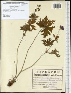 Geranium palustre L., Eastern Europe, Central region (E4) (Russia)