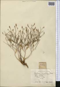 Lactuca orientalis subsp. orientalis, Middle Asia, Pamir & Pamiro-Alai (M2) (Turkmenistan)