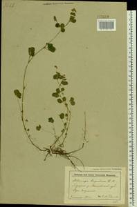 Medicago lupulina L., Eastern Europe, Belarus (E3a) (Belarus)
