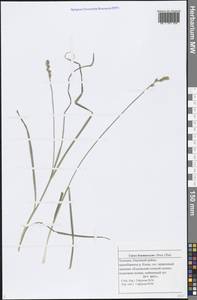 Carex brunnescens (Pers.) Poir., Eastern Europe, Middle Volga region (E8) (Russia)