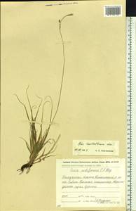 Carex trautvetteriana Kom., Siberia, Chukotka & Kamchatka (S7) (Russia)