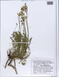 Astragalus macropus Bunge, Eastern Europe, Middle Volga region (E8) (Russia)