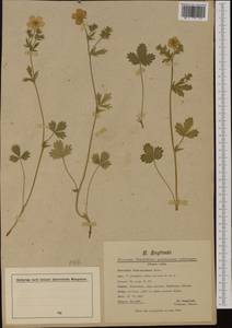Potentilla grandiflora L., Western Europe (EUR) (France)