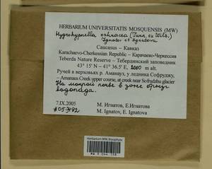 Hygrohypnella ochracea (Turner ex Wilson) Ignatov & Ignatova, Bryophytes, Bryophytes - North Caucasus & Ciscaucasia (B12) (Russia)