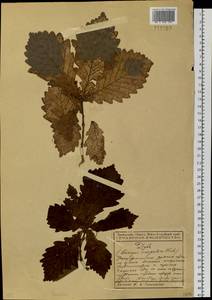 Quercus mongolica Fisch. ex Ledeb., Siberia, Russian Far East (S6) (Russia)