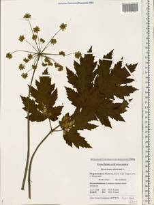 Heracleum sphondylium subsp. sibiricum (L.) Simonk., Eastern Europe, Northern region (E1) (Russia)