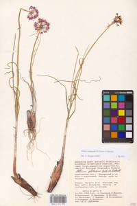 Allium cretaceum, Eastern Europe, Lower Volga region (E9) (Russia)