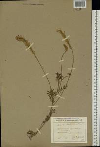 Onobrychis viciifolia Scop., Eastern Europe, North Ukrainian region (E11) (Ukraine)