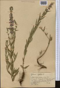 Lythrum virgatum L., Middle Asia, Western Tian Shan & Karatau (M3) (Kazakhstan)