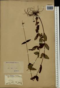 Hypericum montanum L., Eastern Europe, North Ukrainian region (E11) (Ukraine)