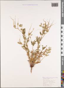 Erodium ciconium, Caucasus, Krasnodar Krai & Adygea (K1a) (Russia)