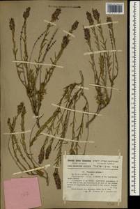 Thymbra spicata L., South Asia, South Asia (Asia outside ex-Soviet states and Mongolia) (ASIA) (Israel)