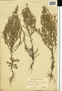 Artemisia austriaca Jacq., Eastern Europe, Lower Volga region (E9) (Russia)