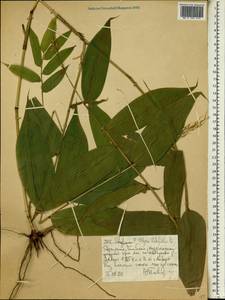 Olyra latifolia L., Africa (AFR) (Ethiopia)