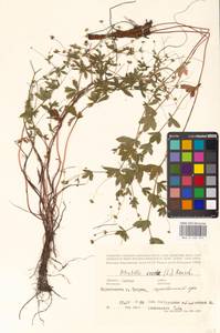 Potentilla erecta (L.) Raeusch., Eastern Europe, Latvia (E2b) (Latvia)