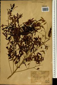 Sophora flavescens Aiton, South Asia, South Asia (Asia outside ex-Soviet states and Mongolia) (ASIA) (Japan)