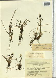 Carex podocarpa R.Br., Siberia, Chukotka & Kamchatka (S7) (Russia)