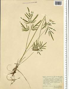 Ostericum maximowiczii (F. Schmidt) Kitag., Siberia, Russian Far East (S6) (Russia)