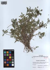 KUZ 001 464, Astragalus ceratoides M. Bieb., Siberia, Altai & Sayany Mountains (S2) (Russia)
