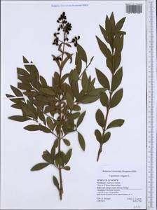 Ligustrum vulgare L., Western Europe (EUR) (Germany)