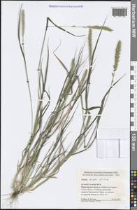 Setaria verticillata (L.) P.Beauv., Eastern Europe, Central forest-and-steppe region (E6) (Russia)