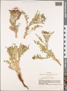 Saussurea pricei N. D. Simpson, Siberia, Altai & Sayany Mountains (S2) (Russia)