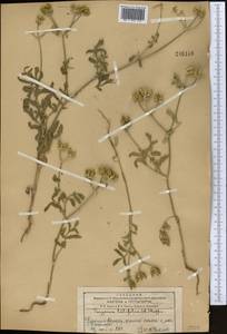 Turgenia latifolia (L.) Hoffm., Middle Asia, Western Tian Shan & Karatau (M3) (Kyrgyzstan)