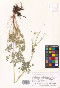 Thalictrum petaloideum L., Siberia, Russian Far East (S6) (Russia)